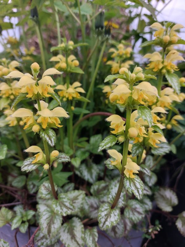 Lamium galeobdolon ‘Florentinum’