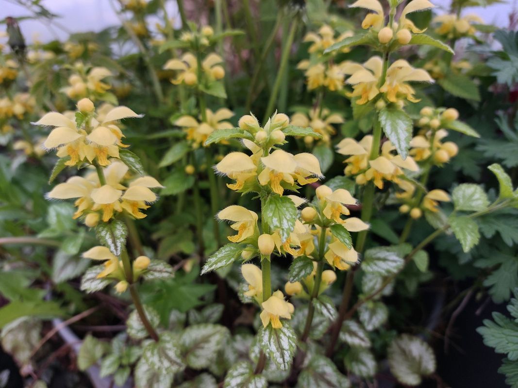 Lamium galeobdolon ‘Florentinum’