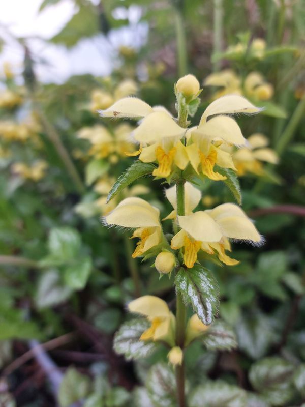 Lamium galeobdolon ‘Florentinum’