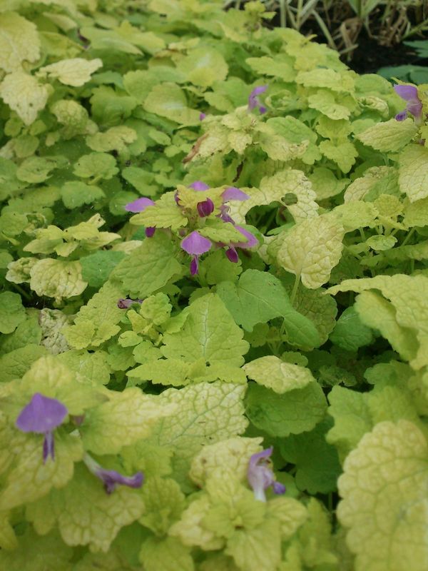 Lamium maculatum ‘Aureum’