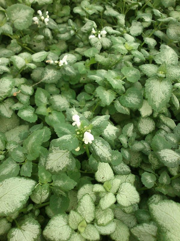 Lamium maculatum ‘White Nancy’