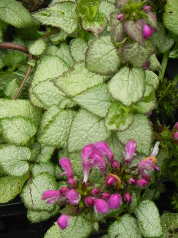 Lamium maculatum ‘Beacon Silver’