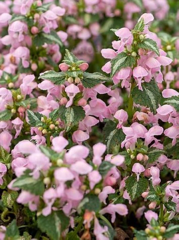 Lamium maculatum ‘Shell Pink’