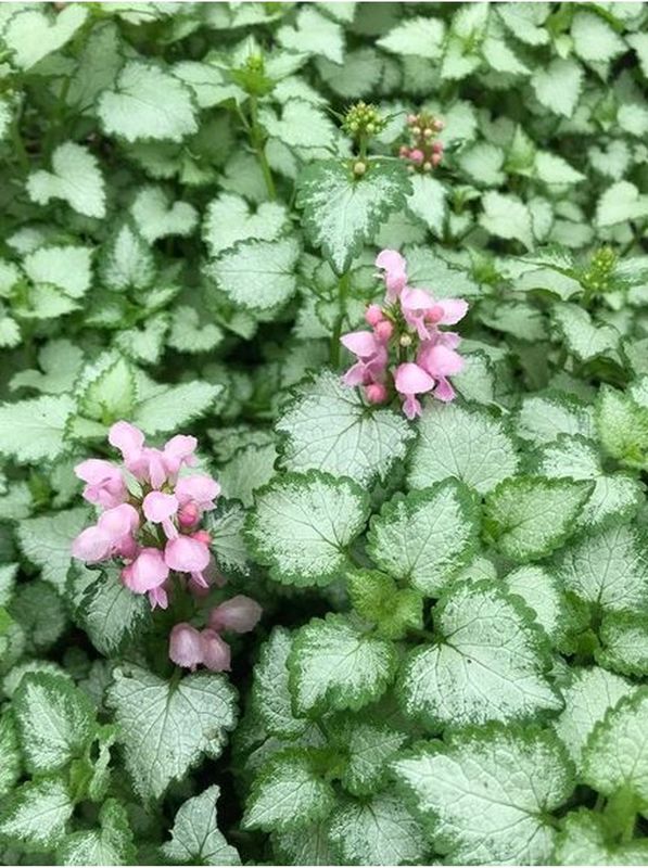 Lamium maculatum ‘Pink Pewter’