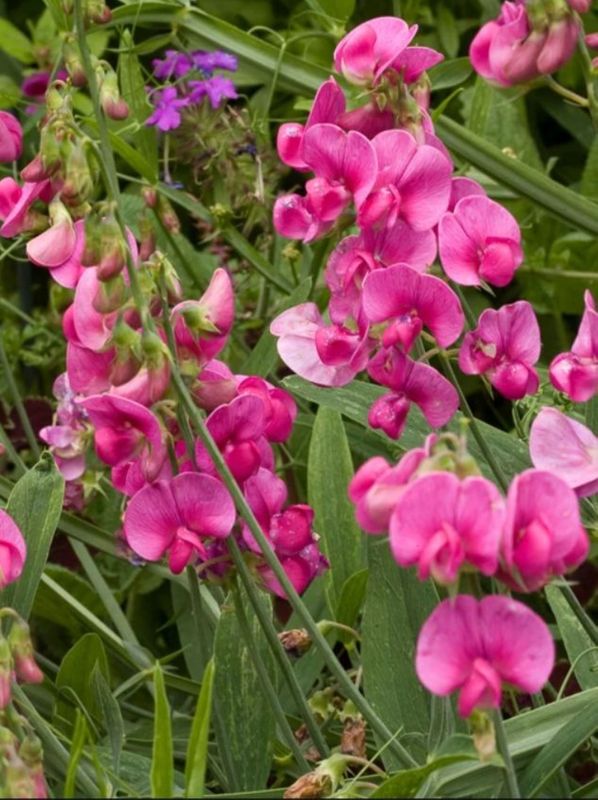 Lathyrus latifolius ‘Red Pearl’