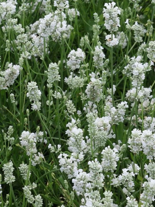 Lavandula angustifolia ‘Ellagance Ice’
