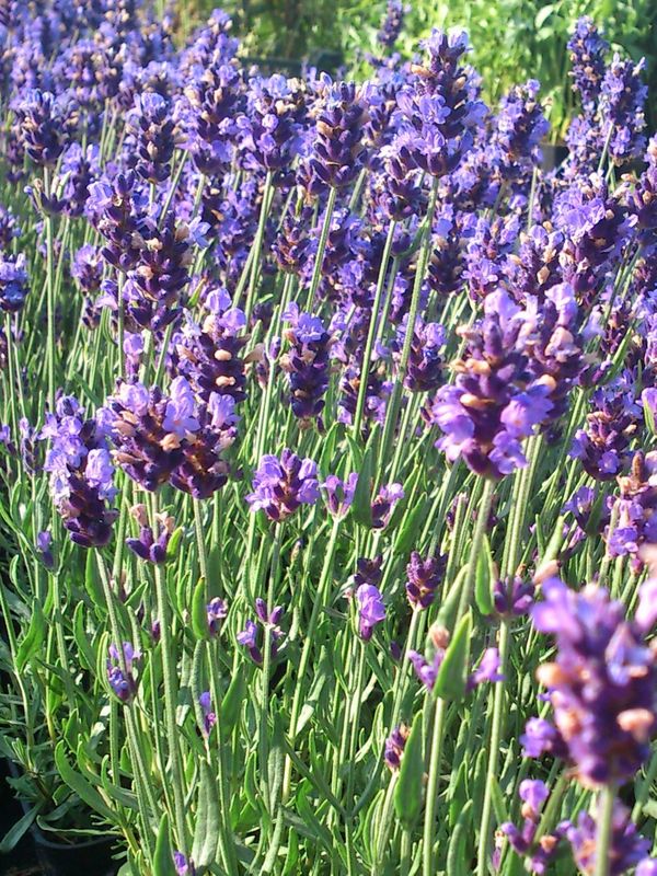 Lavandula angustifolia ‘Hidcote’