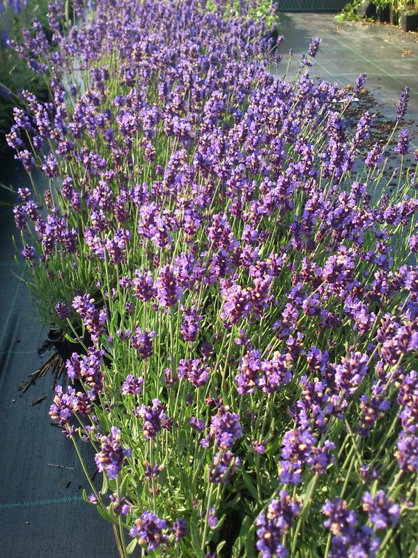 Lavandula angustifolia ‘Hidcote’