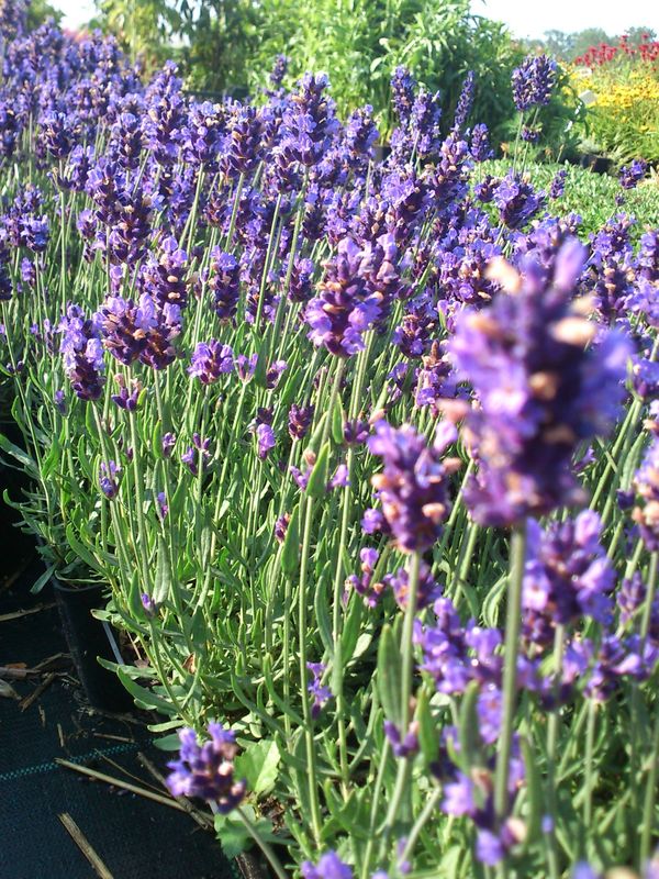 Lavandula angustifolia ‘Hidcote’