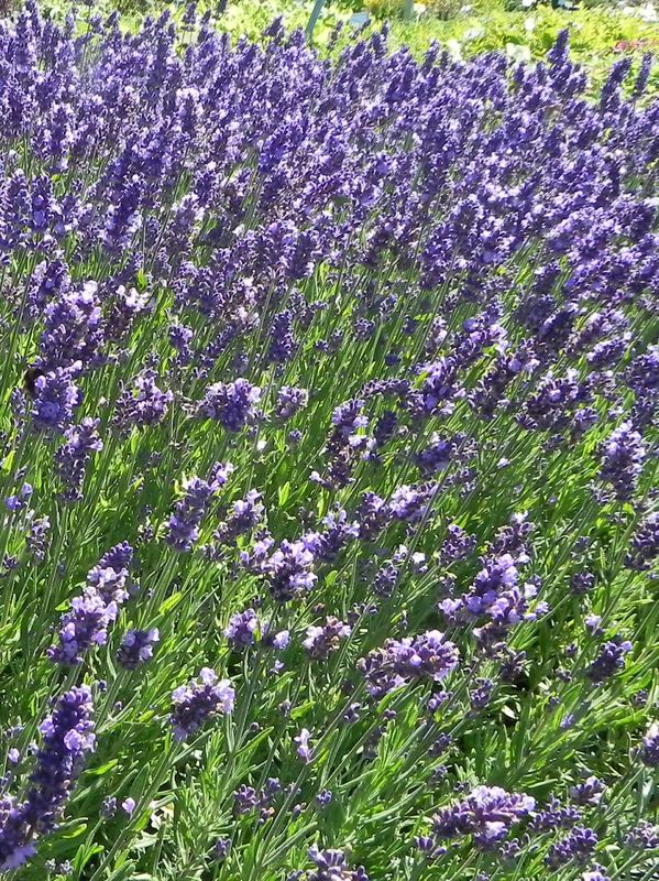 Lavandula angustifolia ‘Ellagance Purple’