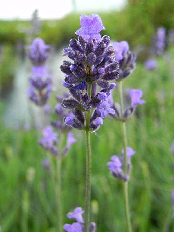 Lavandula angustifolia ‘Dwarft Blue’