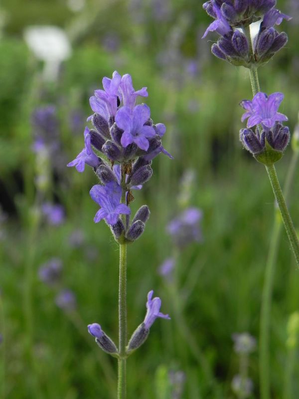 Lavandula angustifolia ‘Dwarft Blue’