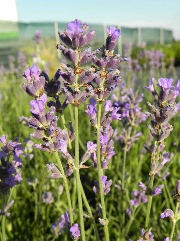 Lavandula angustifolia ‘Dwarft Blue’