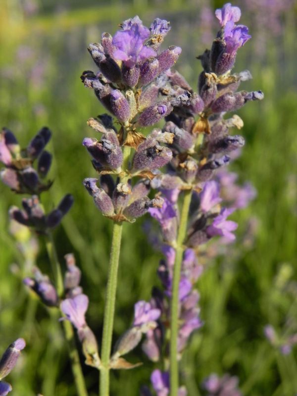 Lavandula angustifolia ‘Dwarft Blue’