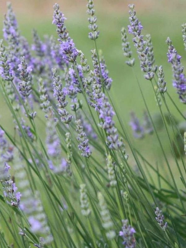 Lavandula angustifolia ‘Grappenhall’