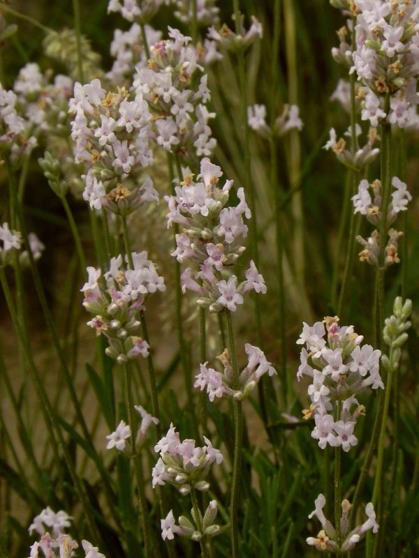 Lavandula angustifolia ‘Rosea’