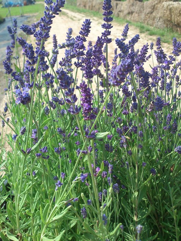 Lavandula angustifolia ‘Early Hidcote’