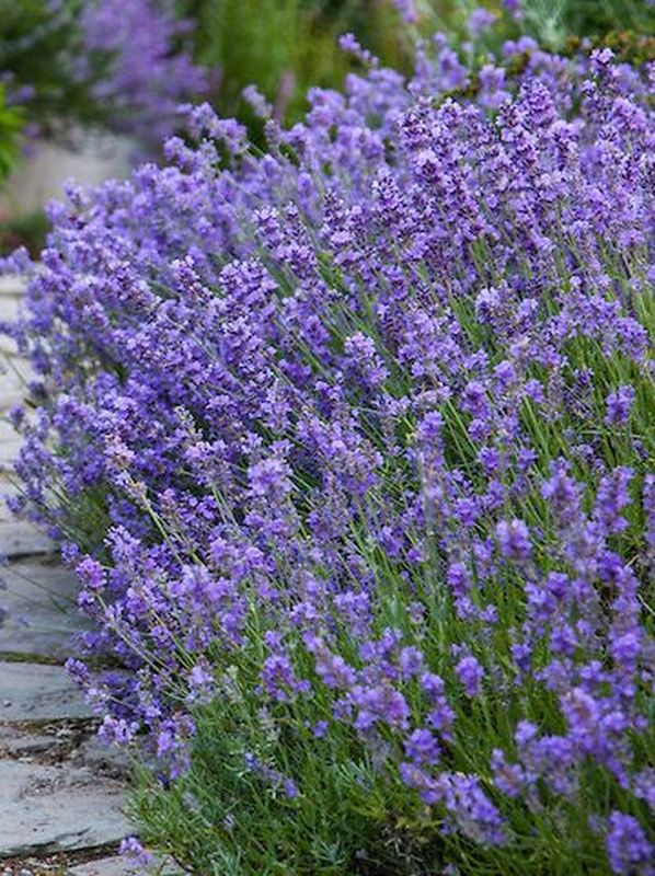 Lavandula angustifolia ‘Munstead’