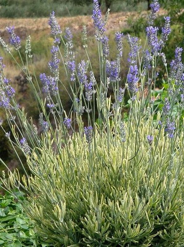 Lavandula angustifolia ‘Platinum Blonde’