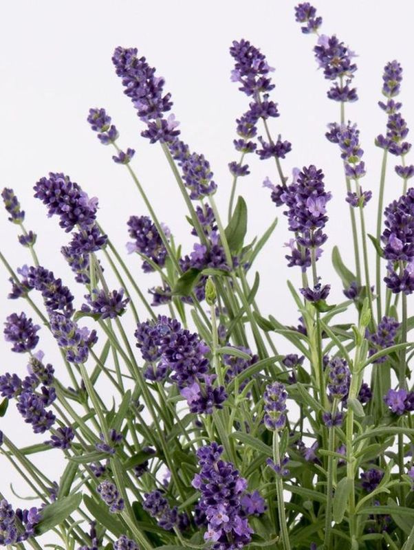 Lavandula angustifolia ‘Ardeche Blue’