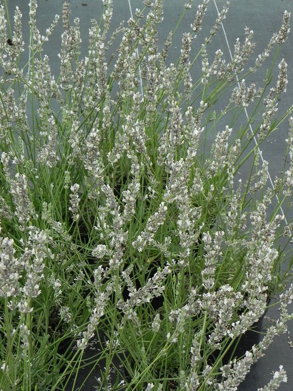 Lavandula angustifolia ‘Edelweiss’