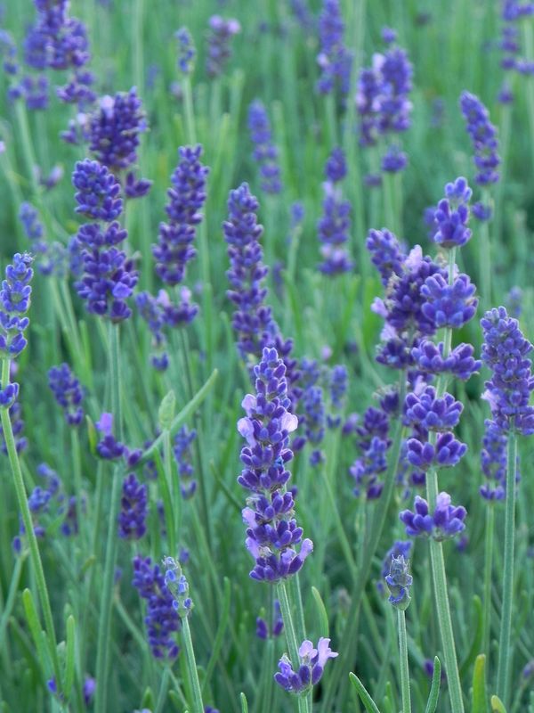 Lavandula angustifolia ‘Hidcote Compact’