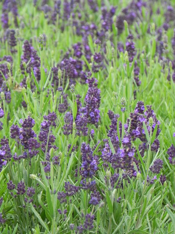 Lavandula angustifolia ‘Valence Dark Violet’