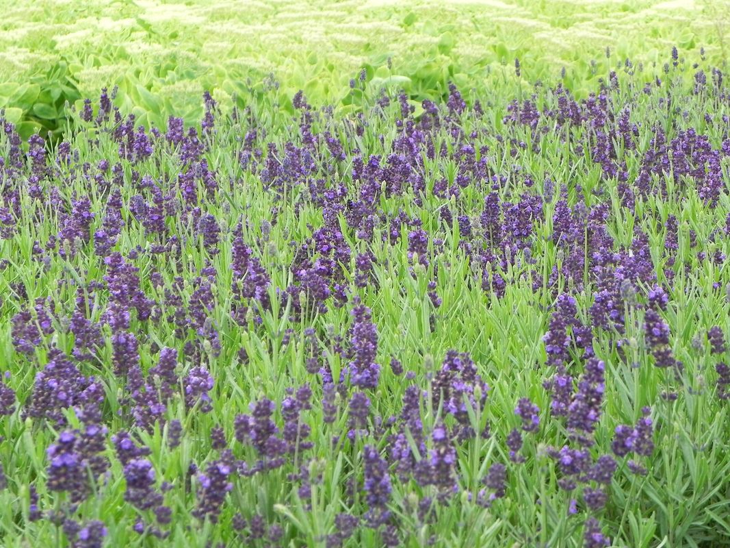 Lavandula angustifolia ‘Valence Dark Violet’