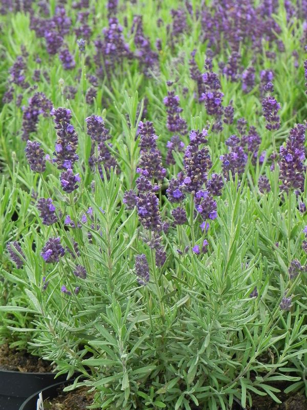 Lavandula angustifolia ‘Valence Dark Violet’