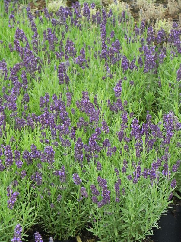 Lavandula angustifolia ‘Valence Dark Violet’