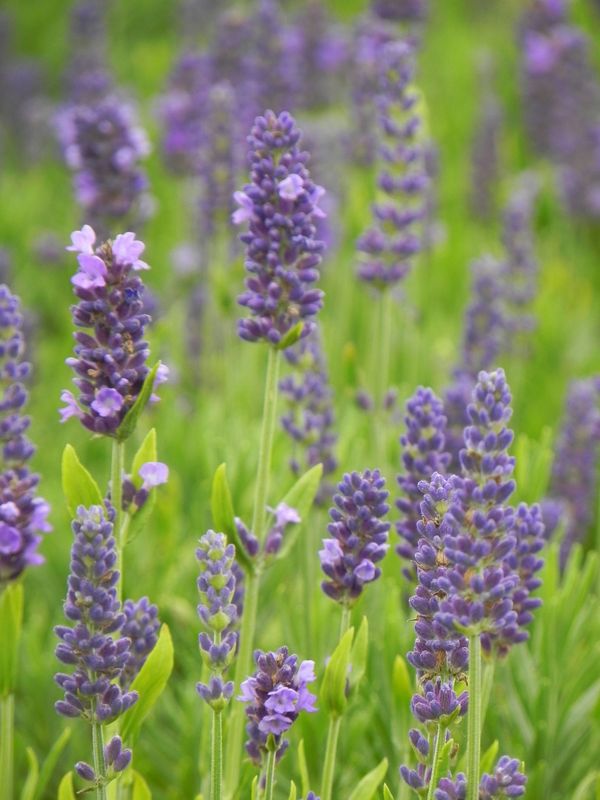 Lavandula angustifolia ‘Spear Blue’