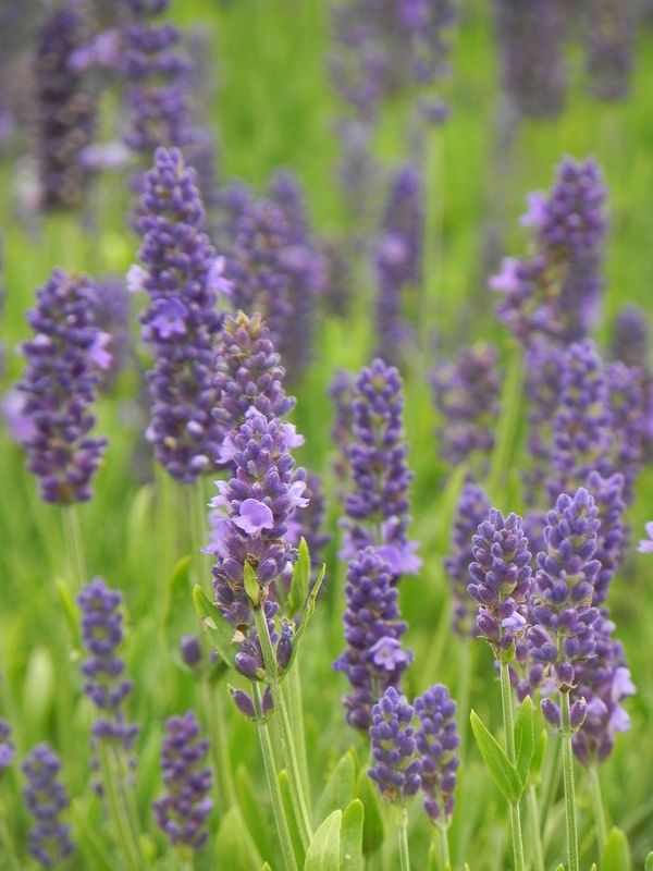 Lavandula angustifolia ‘Spear Blue’