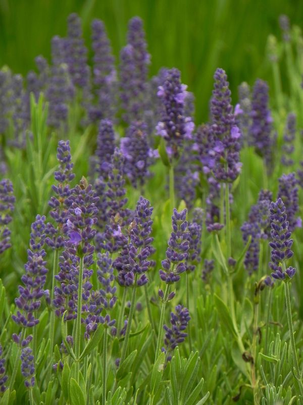 Lavandula angustifolia ‘Spear Blue’