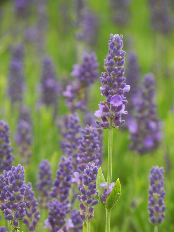 Lavandula angustifolia ‘Spear Blue’