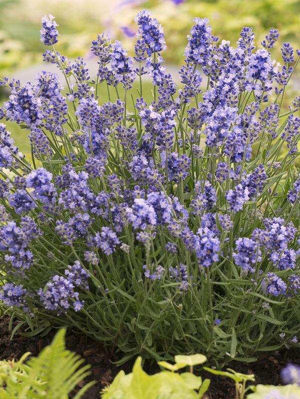 Lavandula angustifolia ‘Essence Purple’