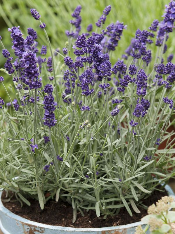Lavandula angustifolia ‘Lavici® Blue’