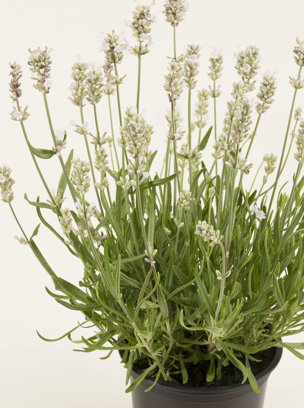 Lavandula angustifolia ‘White Fragrance’