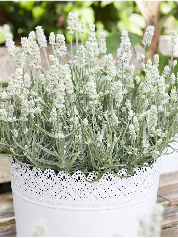 Lavandula angustifolia ‘White Summer’