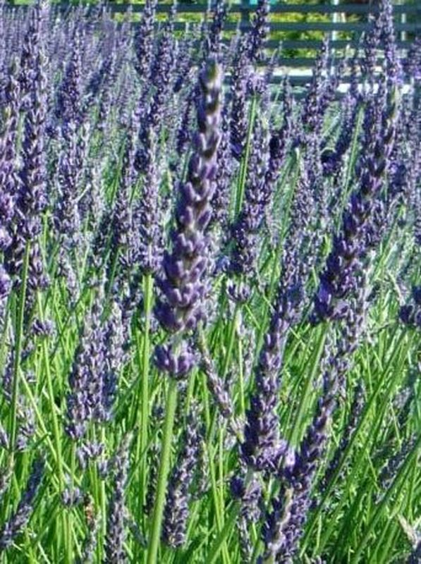Lavandula angustifolia ‘Grosso Ornamental’