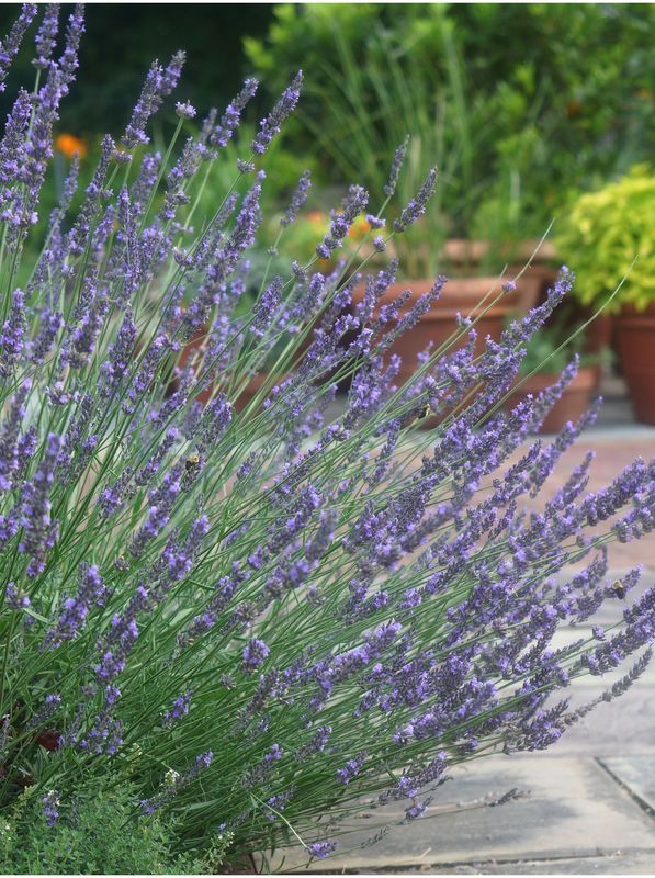 Lavandula angustifolia ‘Phenomenal’