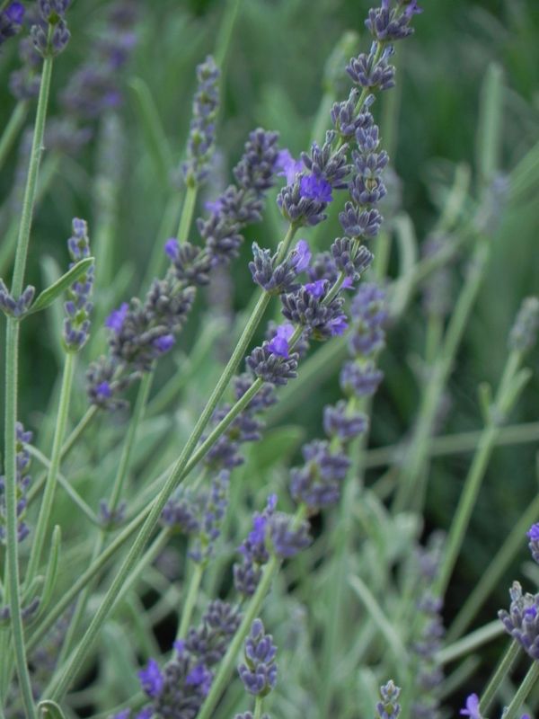 Lavandula angustifolia ‘Silver Mist’