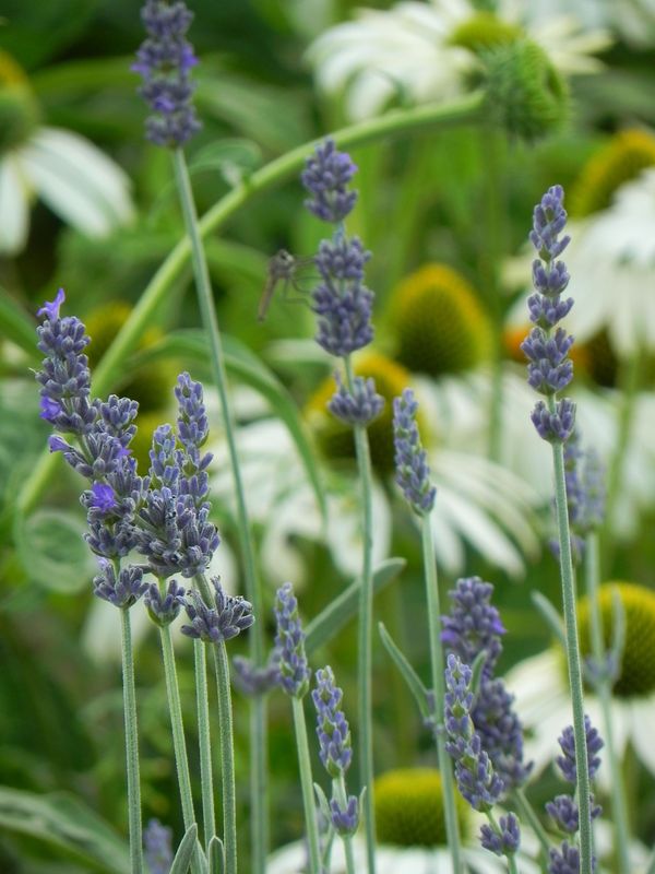 Lavandula angustifolia ‘Silver Mist’