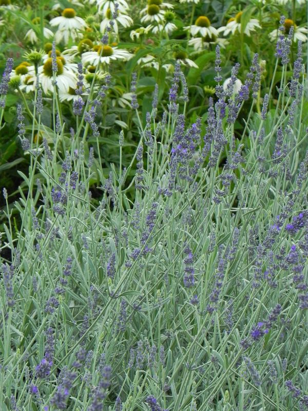 Lavandula angustifolia ‘Silver Mist’