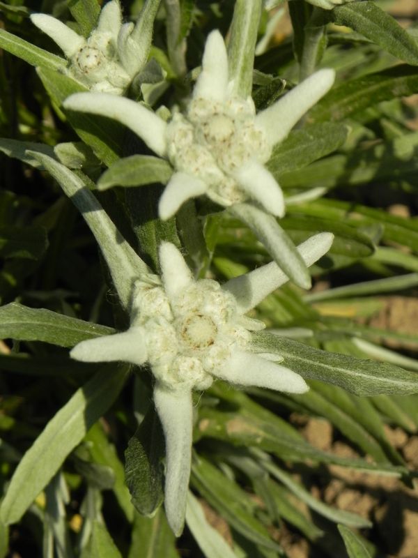Leontopodium alpinum