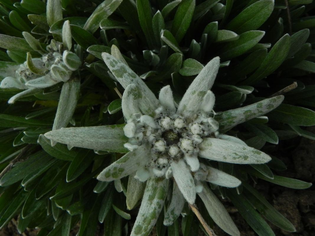 Leontopodium alpinum