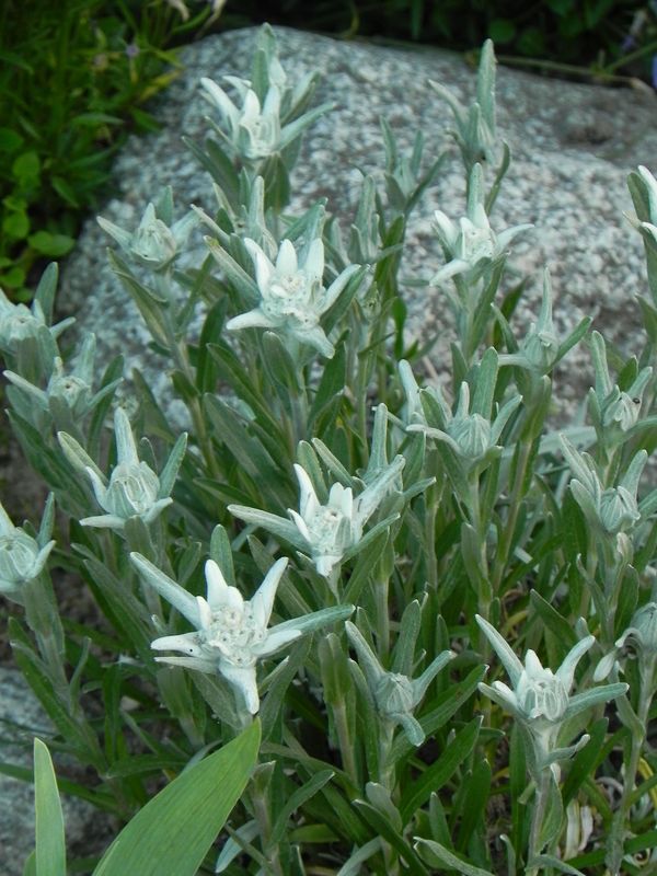 Leontopodium alpinum