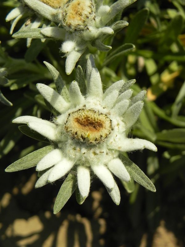 Leontopodium alpinum