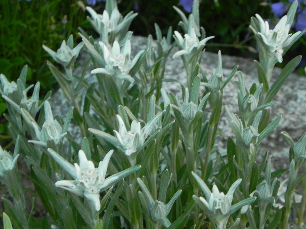 Leontopodium alpinum