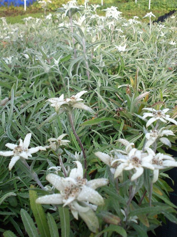 Leontopodium alpinum