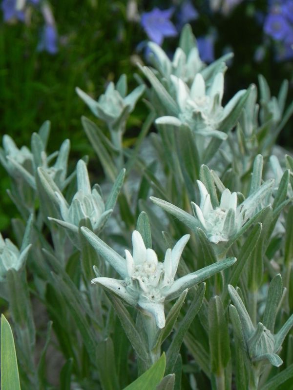 Leontopodium alpinum